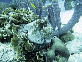 IMG 2967 Common Octopus